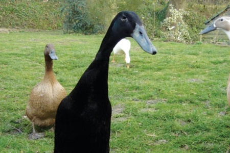 Black duck leaning forwards