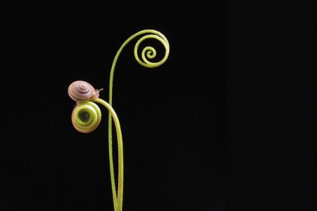 Snail sitting on plant stem