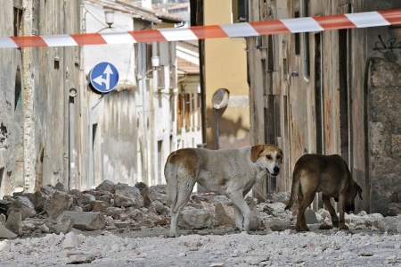 Dogs scavenging for food