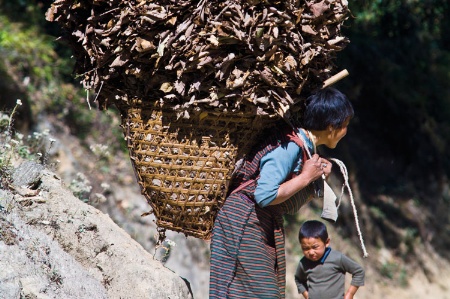 Woman laden with leaves in backpack