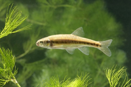 Minnow swimming in fish tank