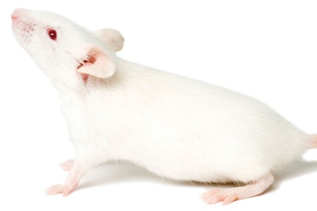 White mouse