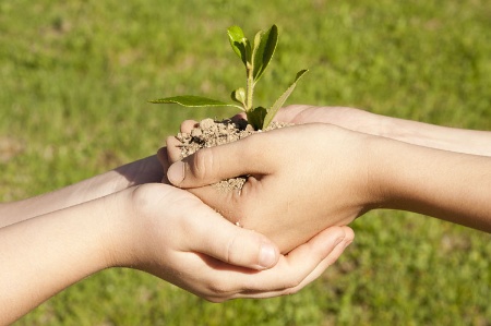 Children's hands holding sapling