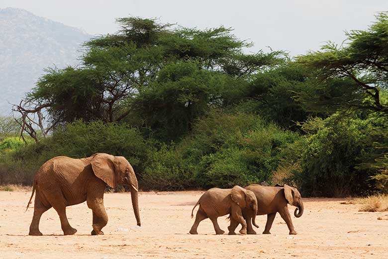 Elephant with baby elephants 