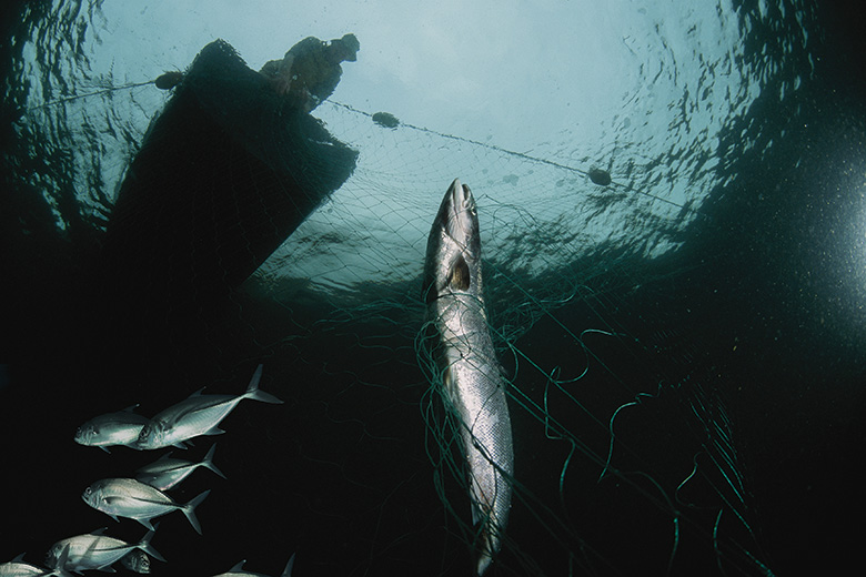 Fisherman catching a fish