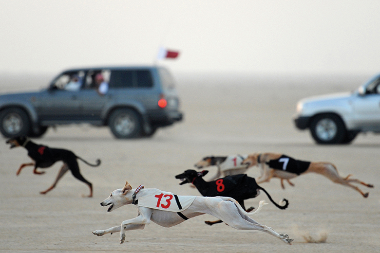 Greyhounds racing