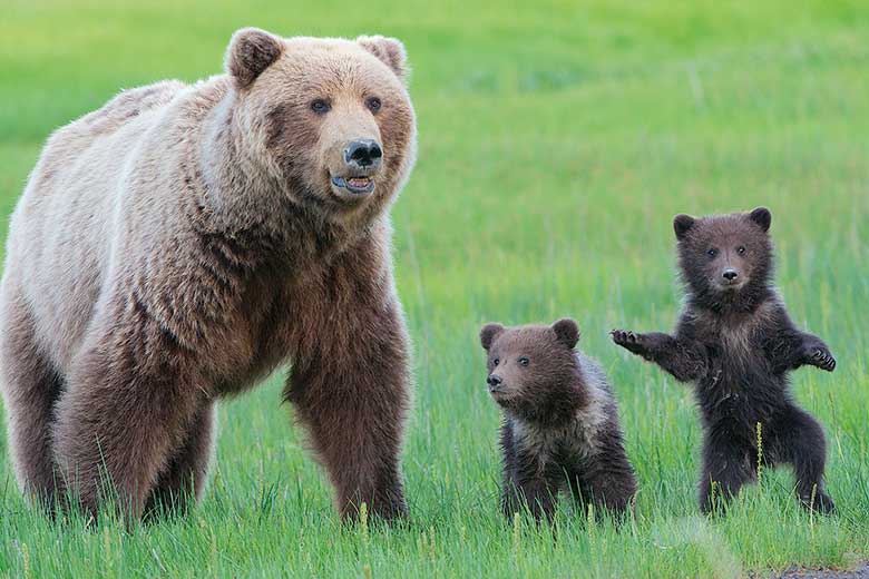 Grizzly bear with cubs