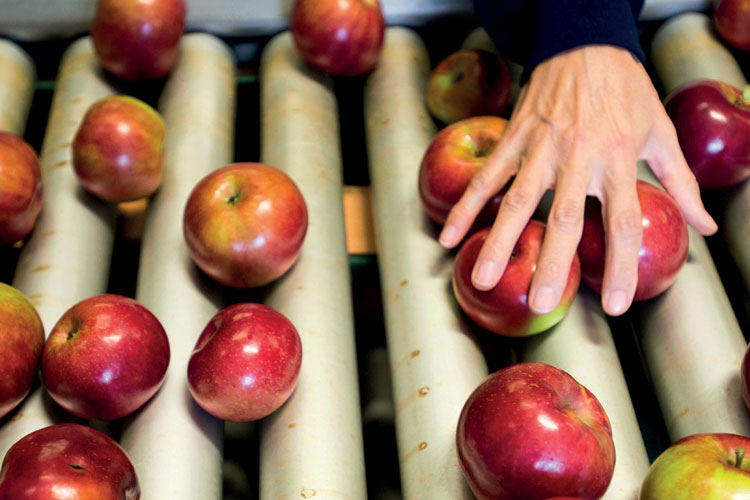 Hand reaching for apple