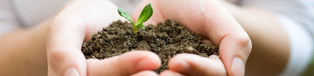 Hands holding plant shoot in soil