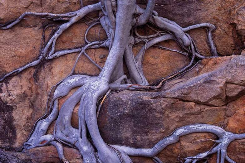 roots