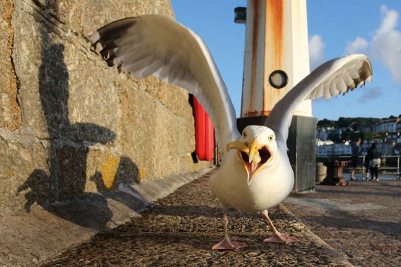 seagull-with-chip