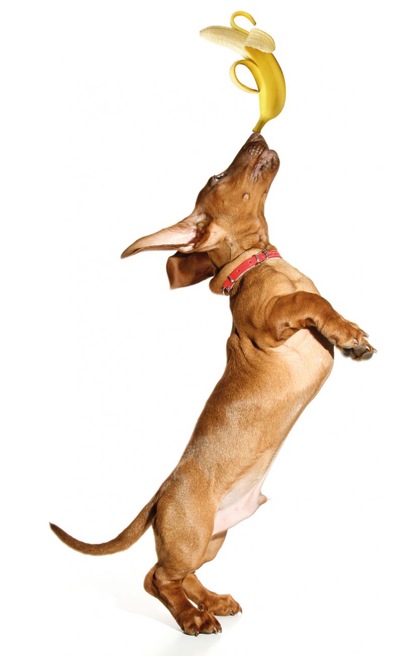 daschund balancing banana on snout