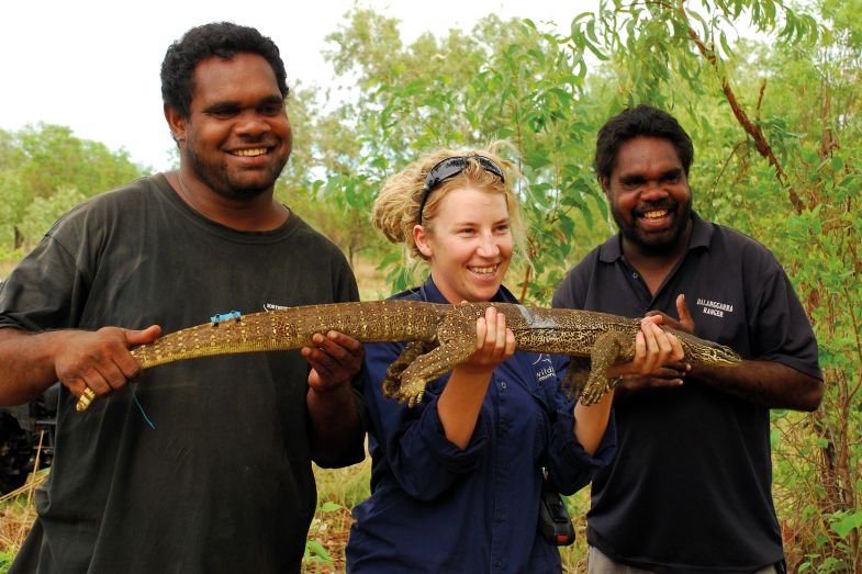 Goanna lizard