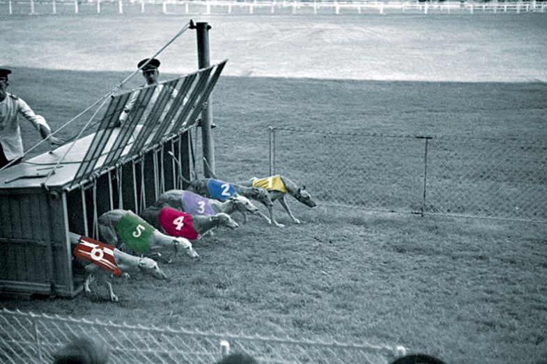 Greyhounds racing