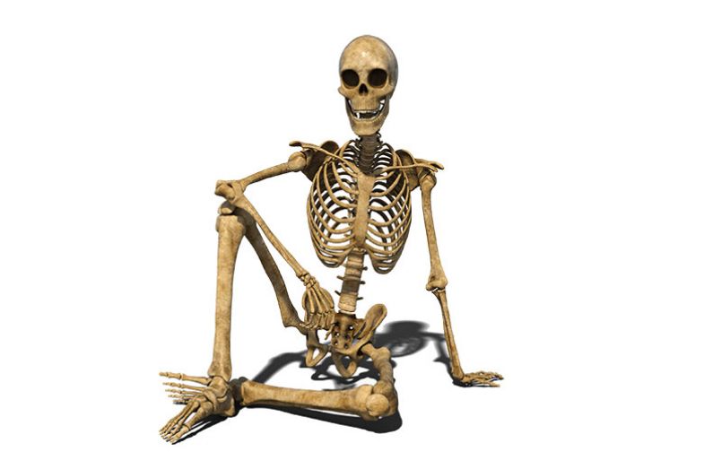 Skeleton