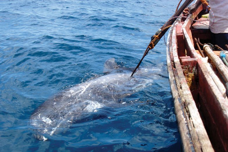 A whale in the sea after being harpooned