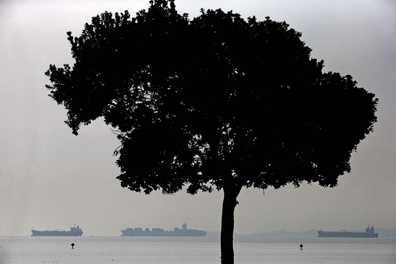 A tree by water