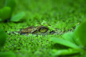 Crocodile hidden in water to illustrate Not telling overseas recruits about the UK’s health surcharge is a con