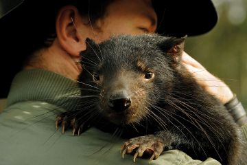 Man holds a Tasmanian devil