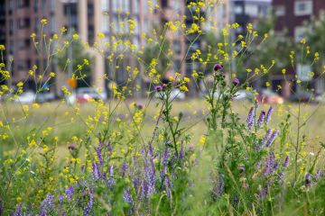 Wild flowers next to a building, illustrating rewilding