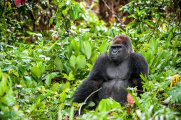 A Gorilla in the jungle, symbolising the difficulties of the real world