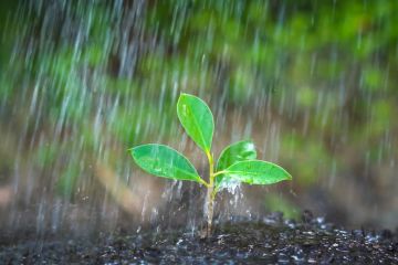 A seedling in the rain