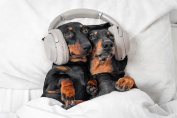 Two cute dogs in bed, sharing a pair of earphones