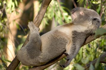 Lazy koala