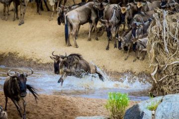 Wildebeest migration