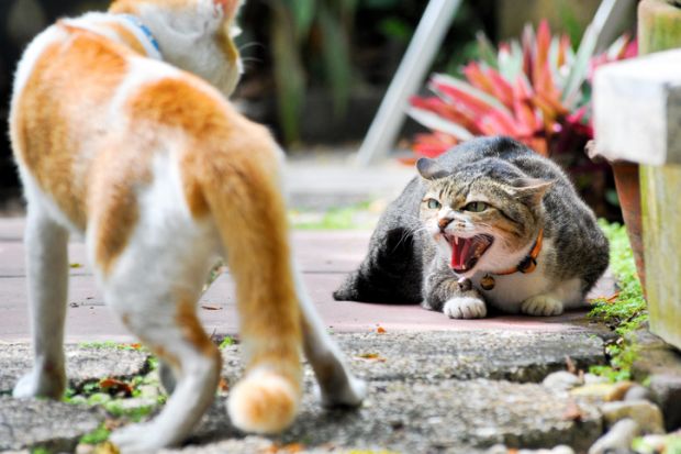 Aggressive cat