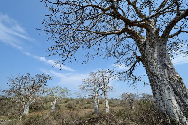 Angola countryside