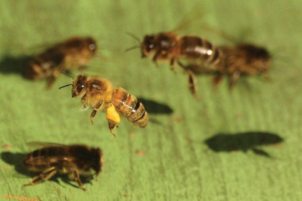 Bees flying over wooden surface