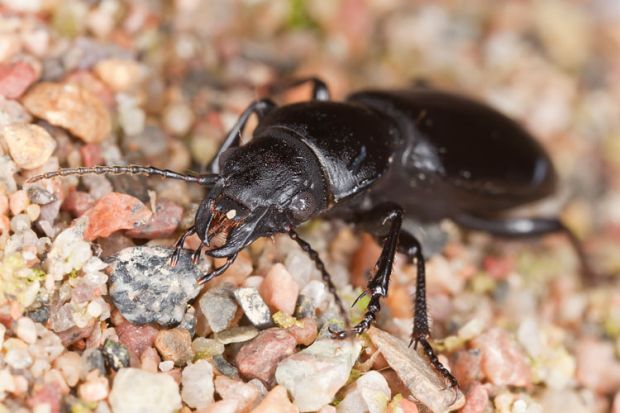 Beetle crawling on small stones