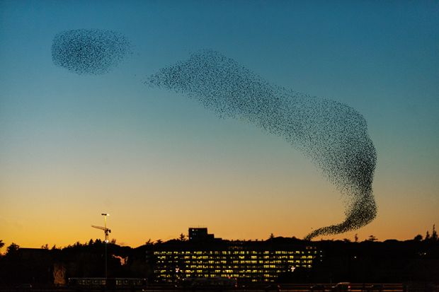 murmuration