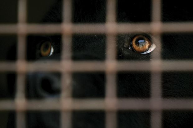 Black labrador dog looking out of cage