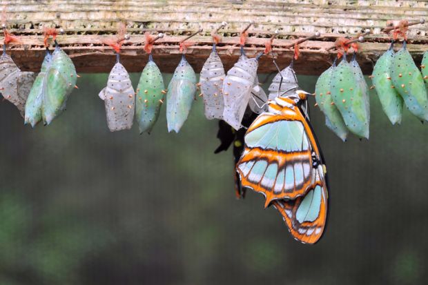 Butterfly cocoons