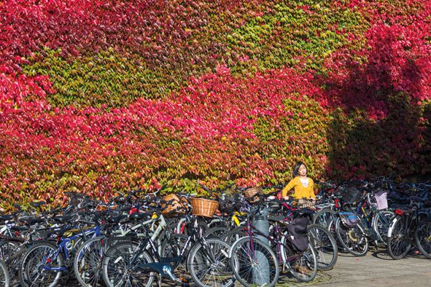 Cambridge bikes