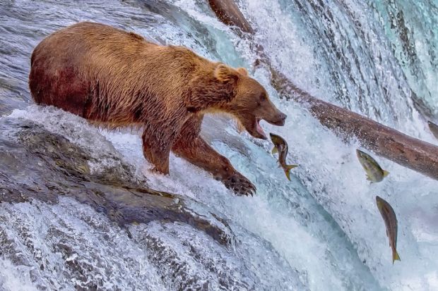 Catching salmon