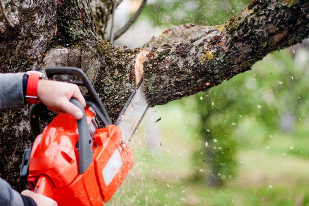 Chainsaw cutting tree branch