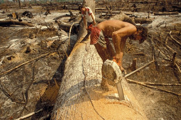 Chopping tree with large chainsaw