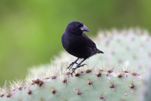 Common cactus finch (Geospiza scandens)