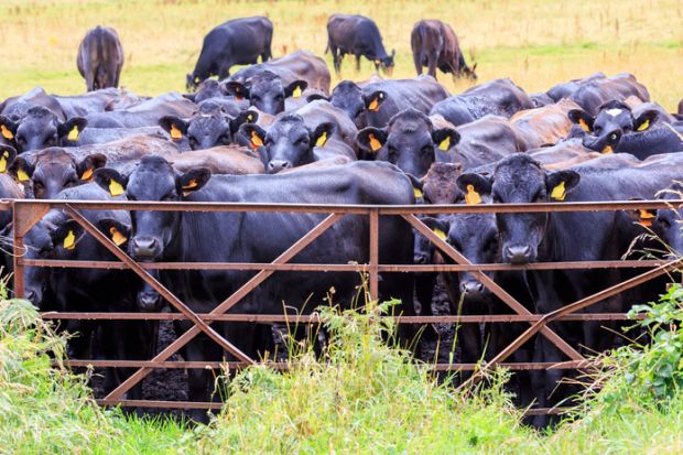 Cows shut out by a gate, symbolising university access