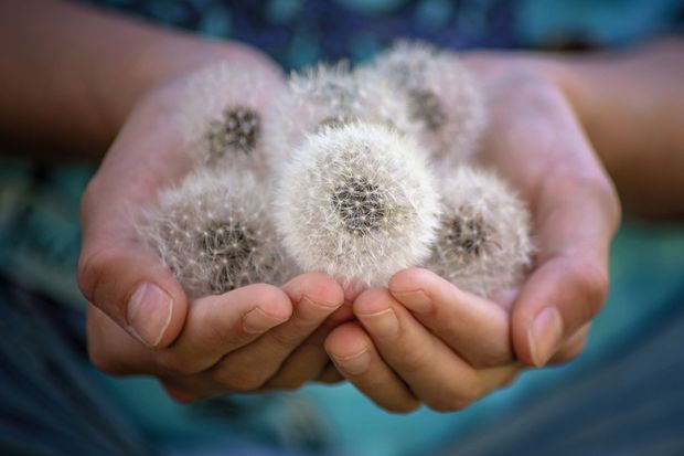 Dandelion heads