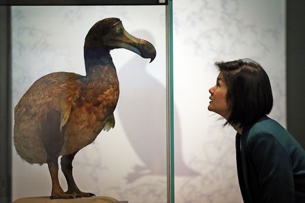 Dodo in glass case