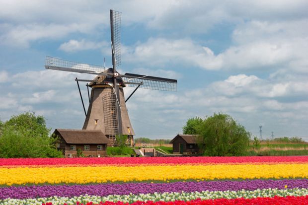 Dutch tulip field