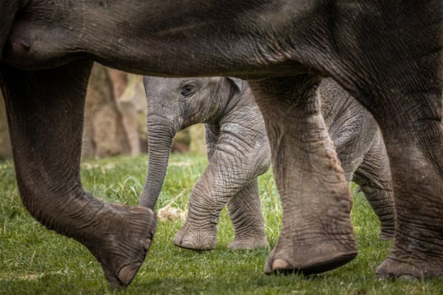 A small element beneath a large elephant