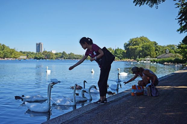 Feeding the swans