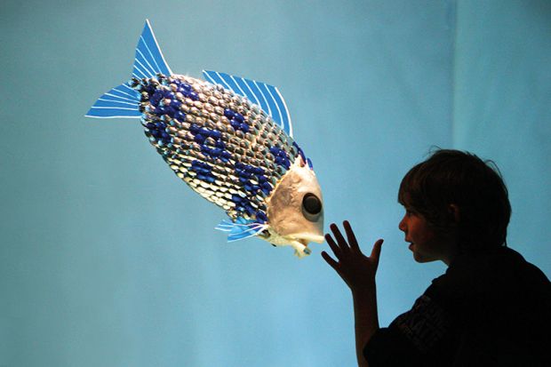 Child looks at fish