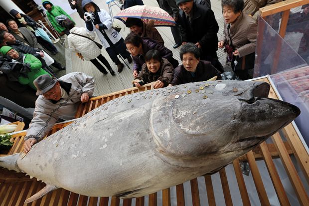 People place coins on bluefin tuna at Nishinomiya Shrine, Japan