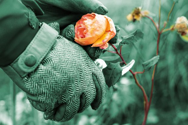 Gloved hand clipping a rose illustrating an opinion article about STEM